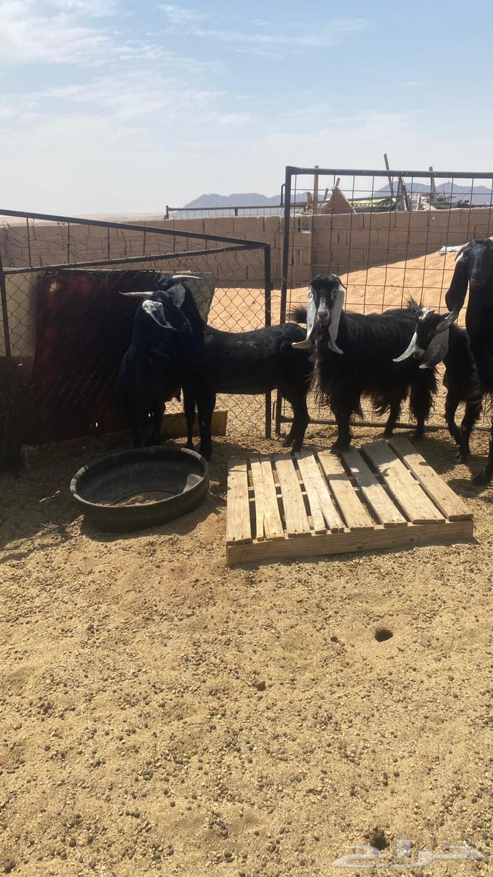 للبيع معزا عوارض طيبه64382928273281111