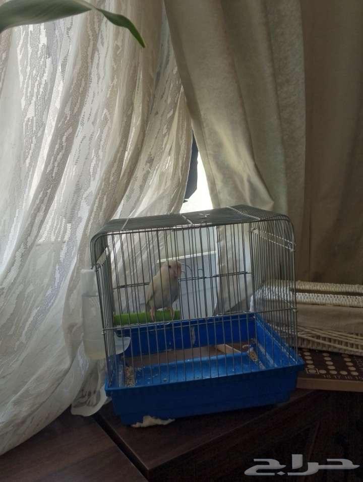ببغاء من نوع روز عمره 3 شهور64390665355521112