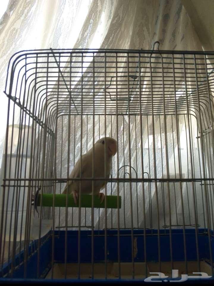 ببغاء من نوع روز عمره 3 شهور64390665355521113