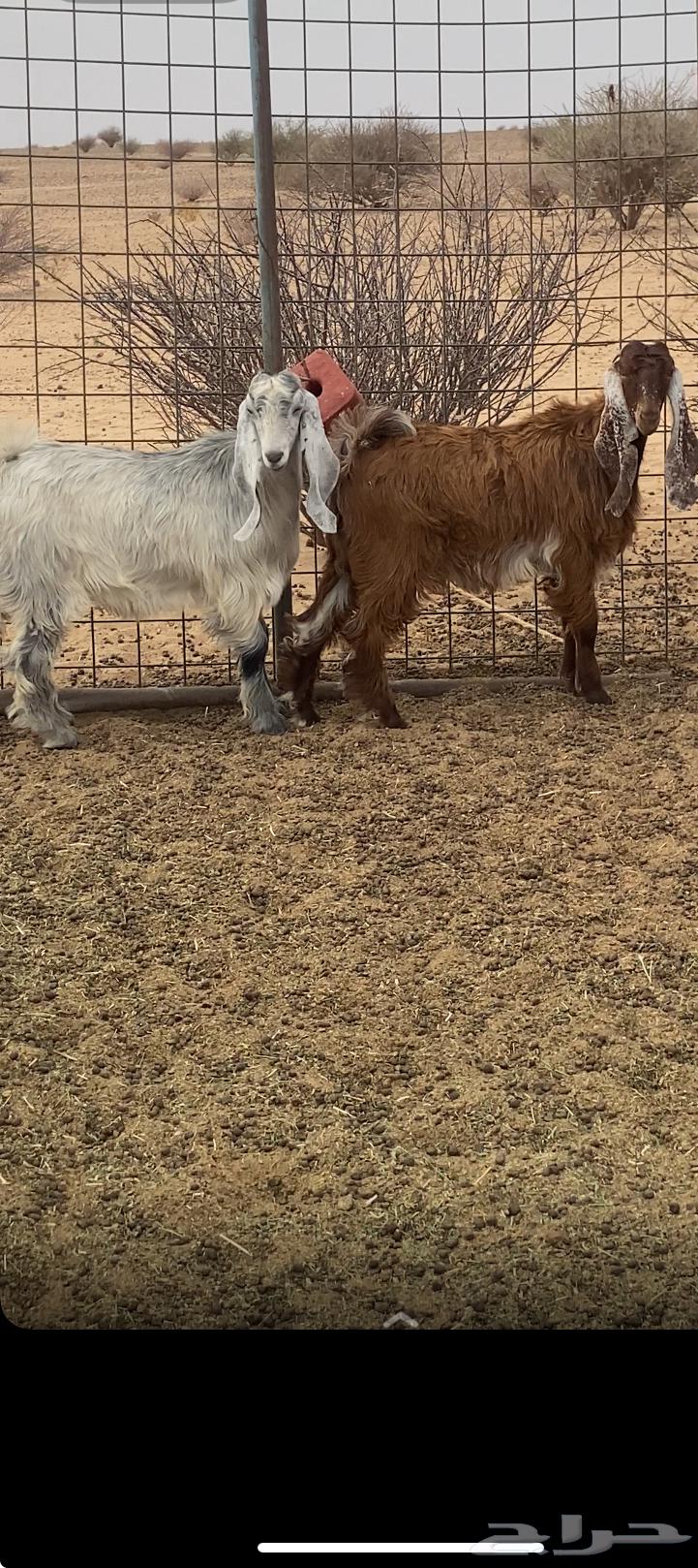 تيوس مخصاء64388578491649110