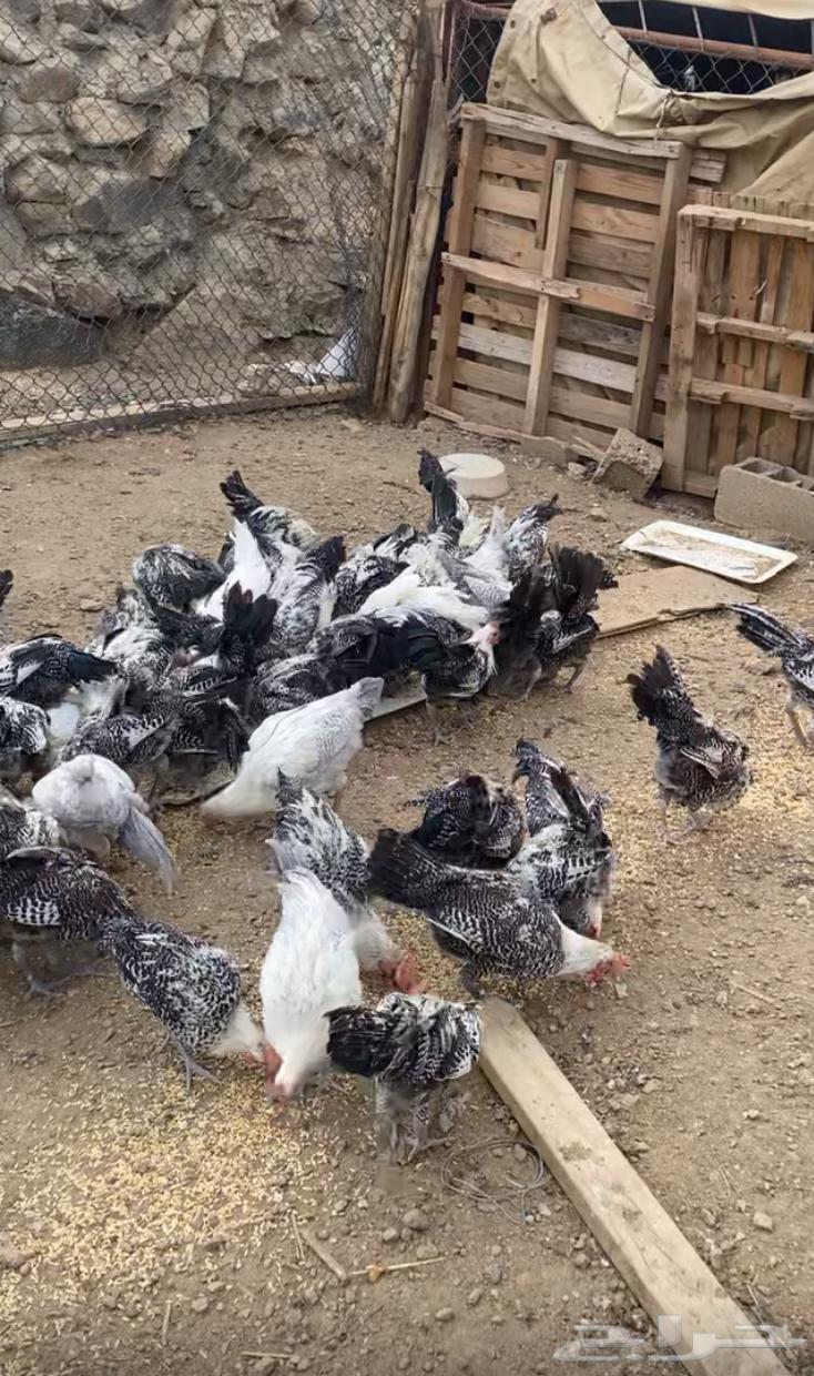 ديكه للبيع64390981675265110