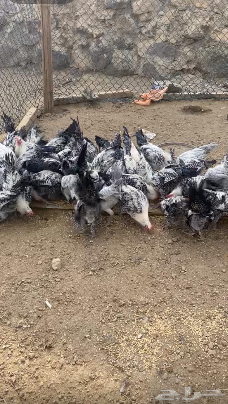 ديكه للبيع64390981675265111