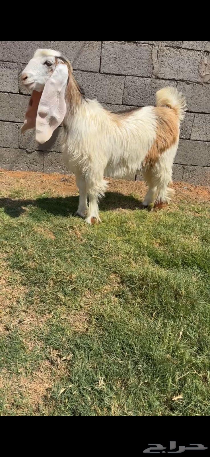 جفرة عرضية خصم الخصم64381041026947110