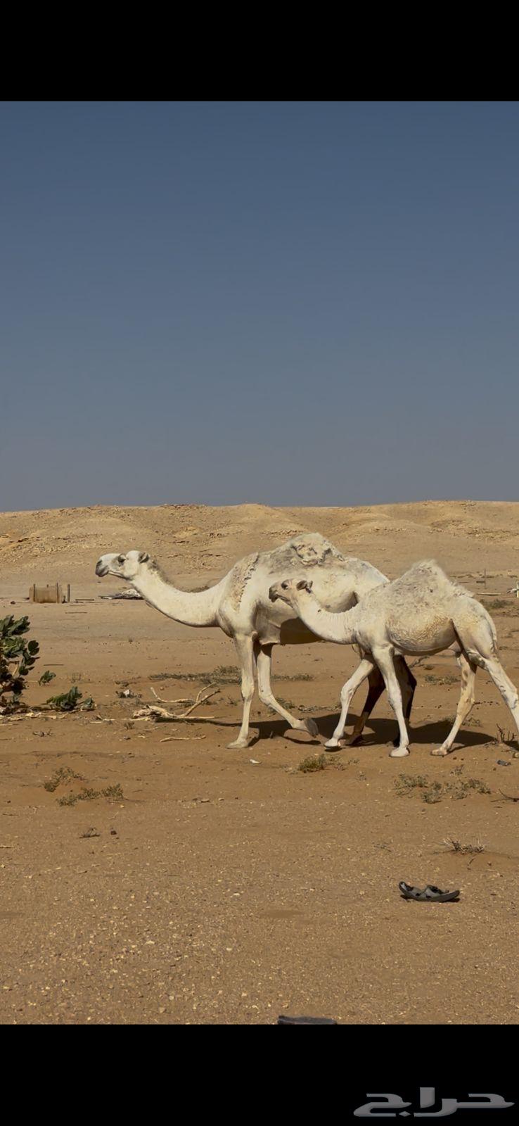 A white she-camel with a red calf sitting under her64391920990083112