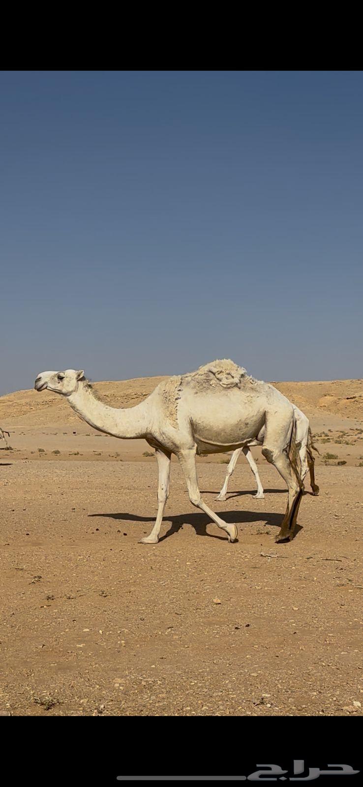 A white she-camel with a red calf sitting under her64391920990083111