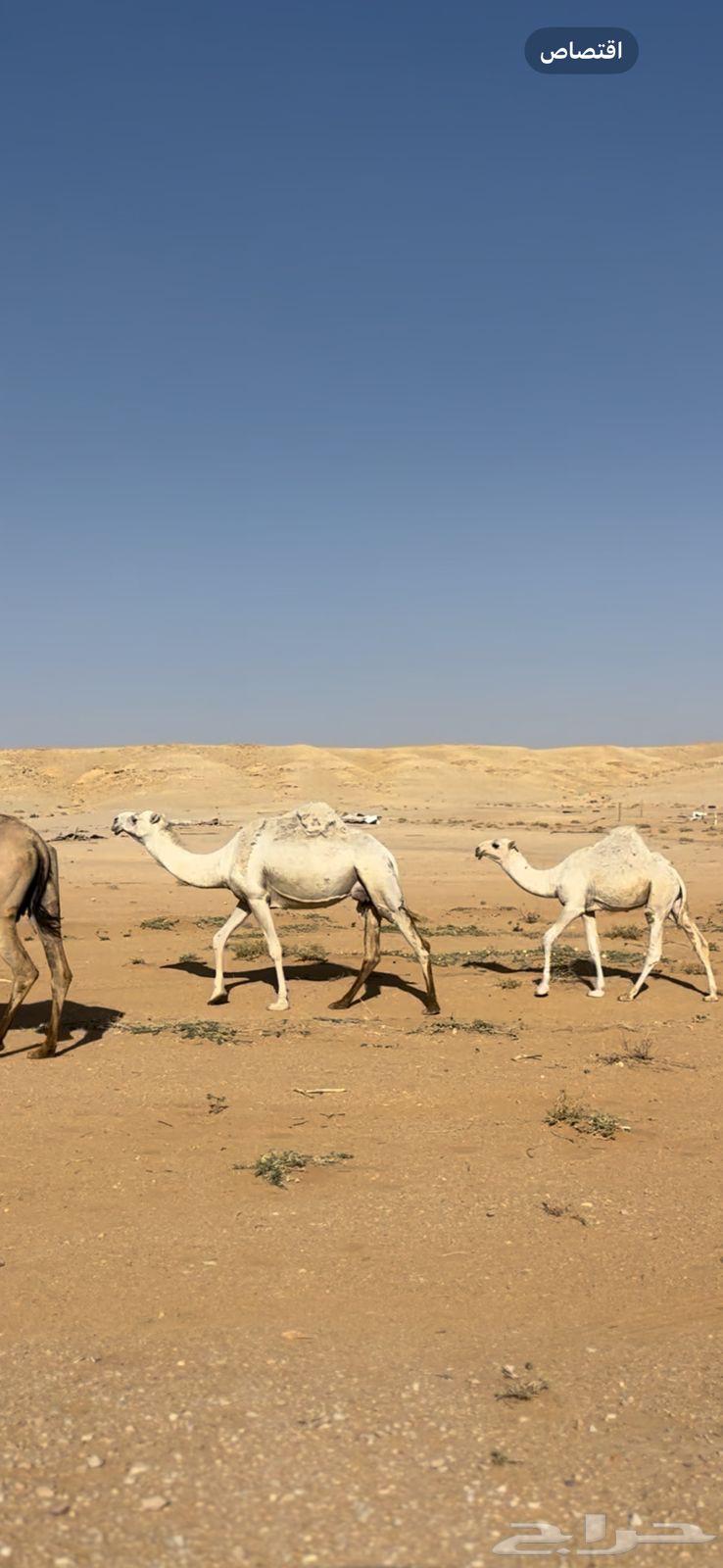 A white she-camel with a red calf sitting under her64391920990083110