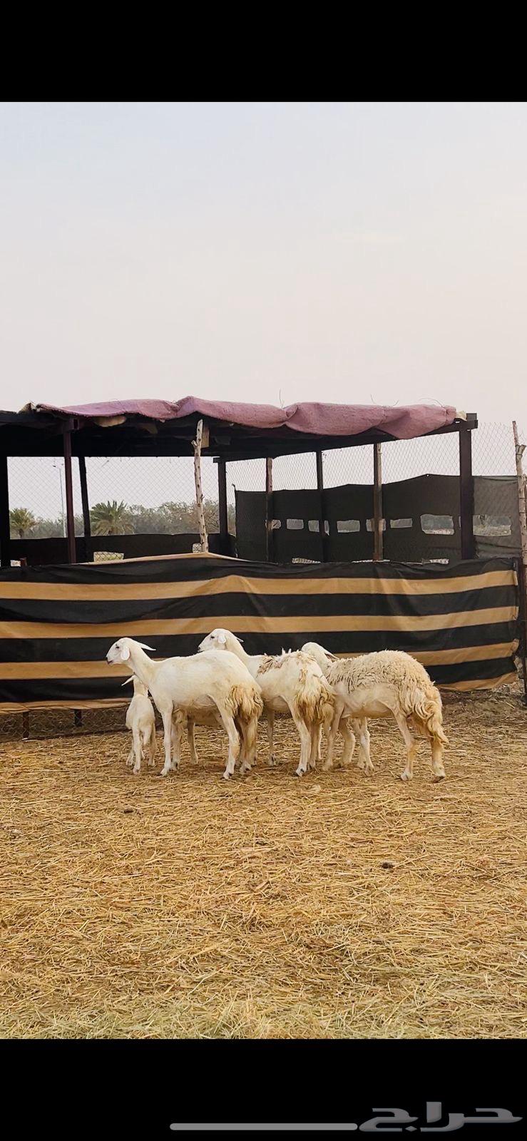 رخال صنف تم البيع خارج الموقع64389598985218111