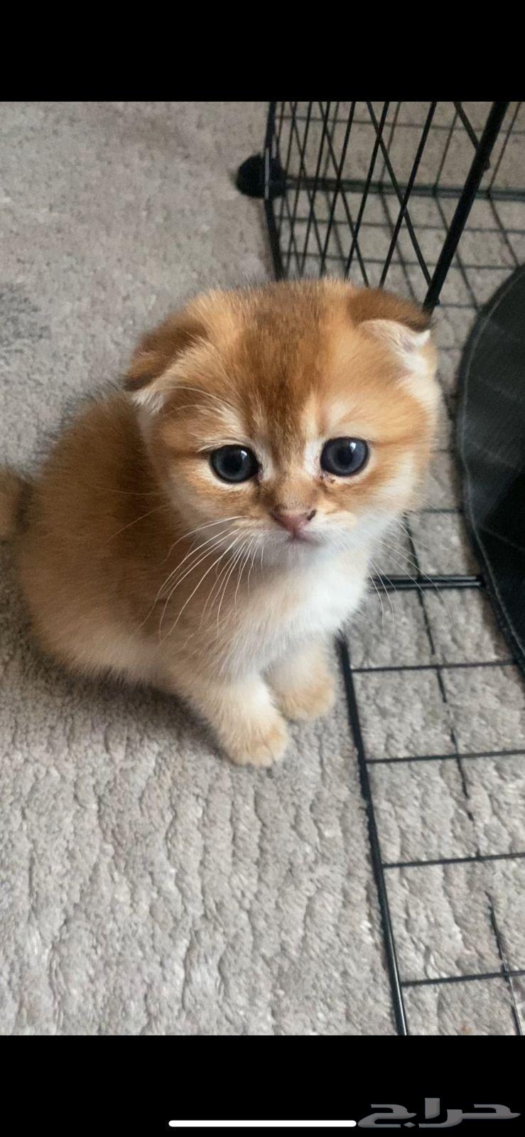 Scotch Champion Level64388093306371110