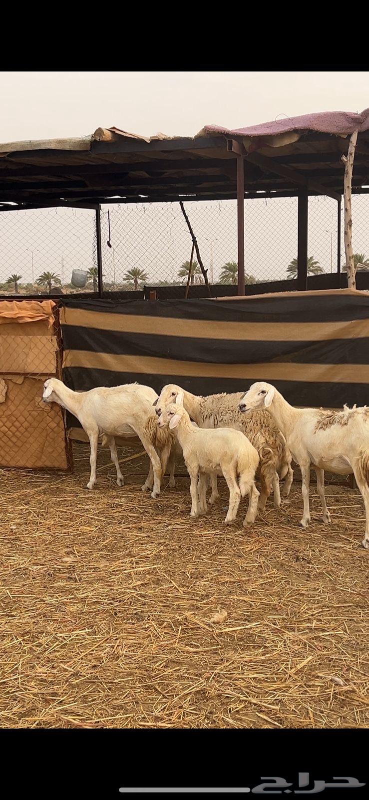 رخال صنف تم البيع خارج الموقع64389598985218110