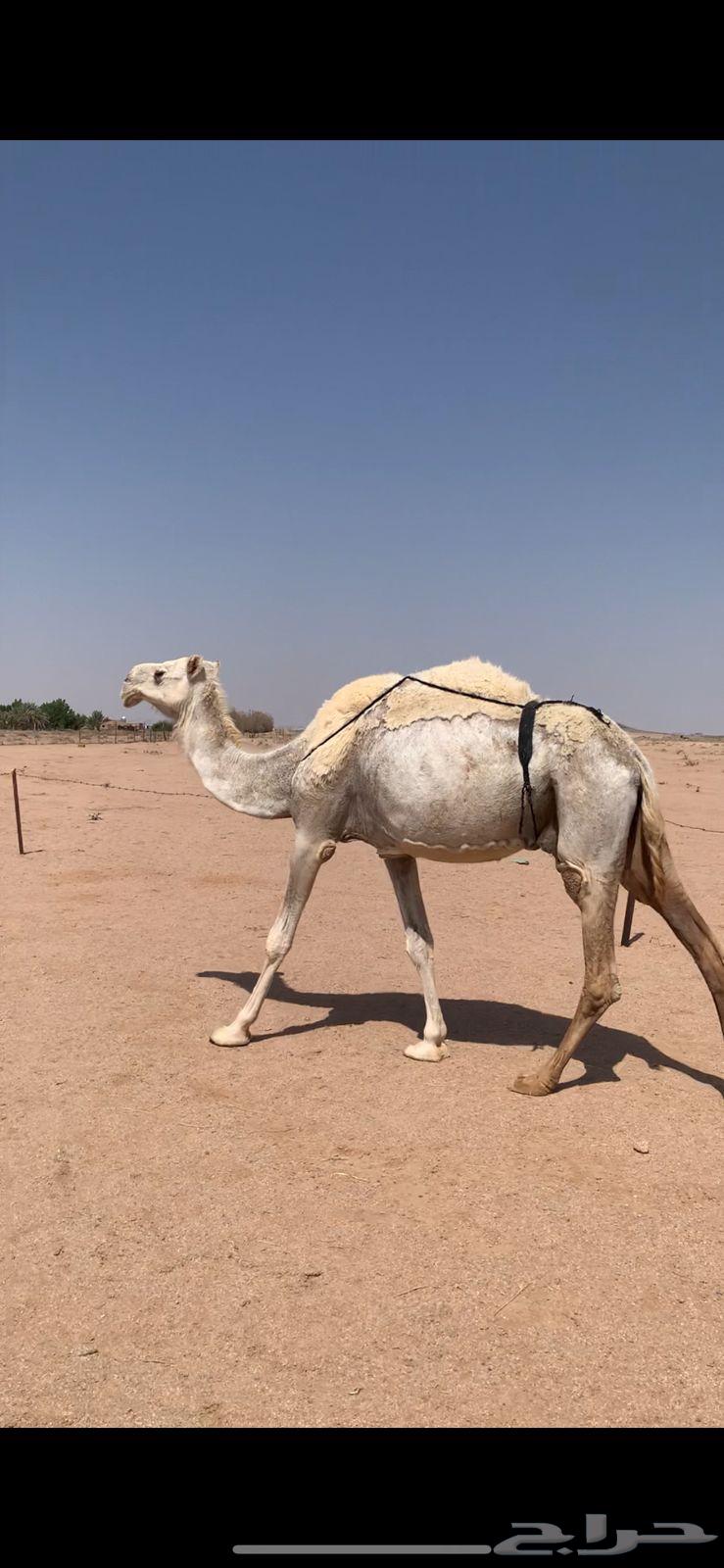 لبيع نياق لقحه صفراء و خفوت وضحاء تو بايع ولدها64390995547010110