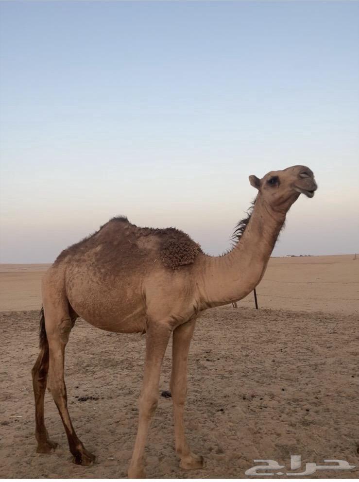 قعود كفووو64383441957507110