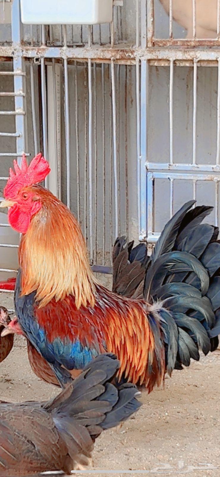 دجاج عربي اصيل فري بشاير شي فاخر االعدد ديكين 14 دجاجه64384799886595113