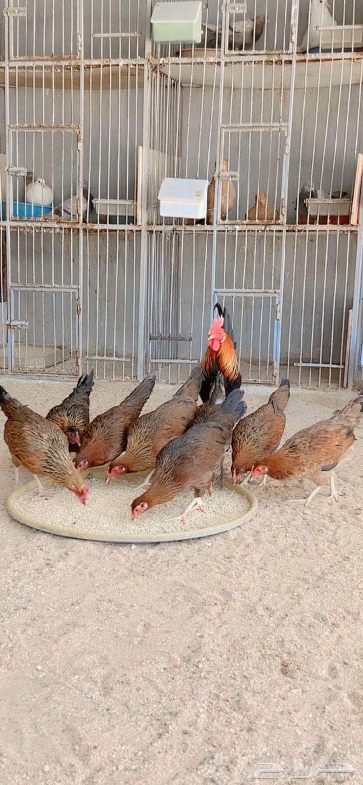 دجاج عربي اصيل فري بشاير شي فاخر االعدد ديكين 14 دجاجه64384799886595112