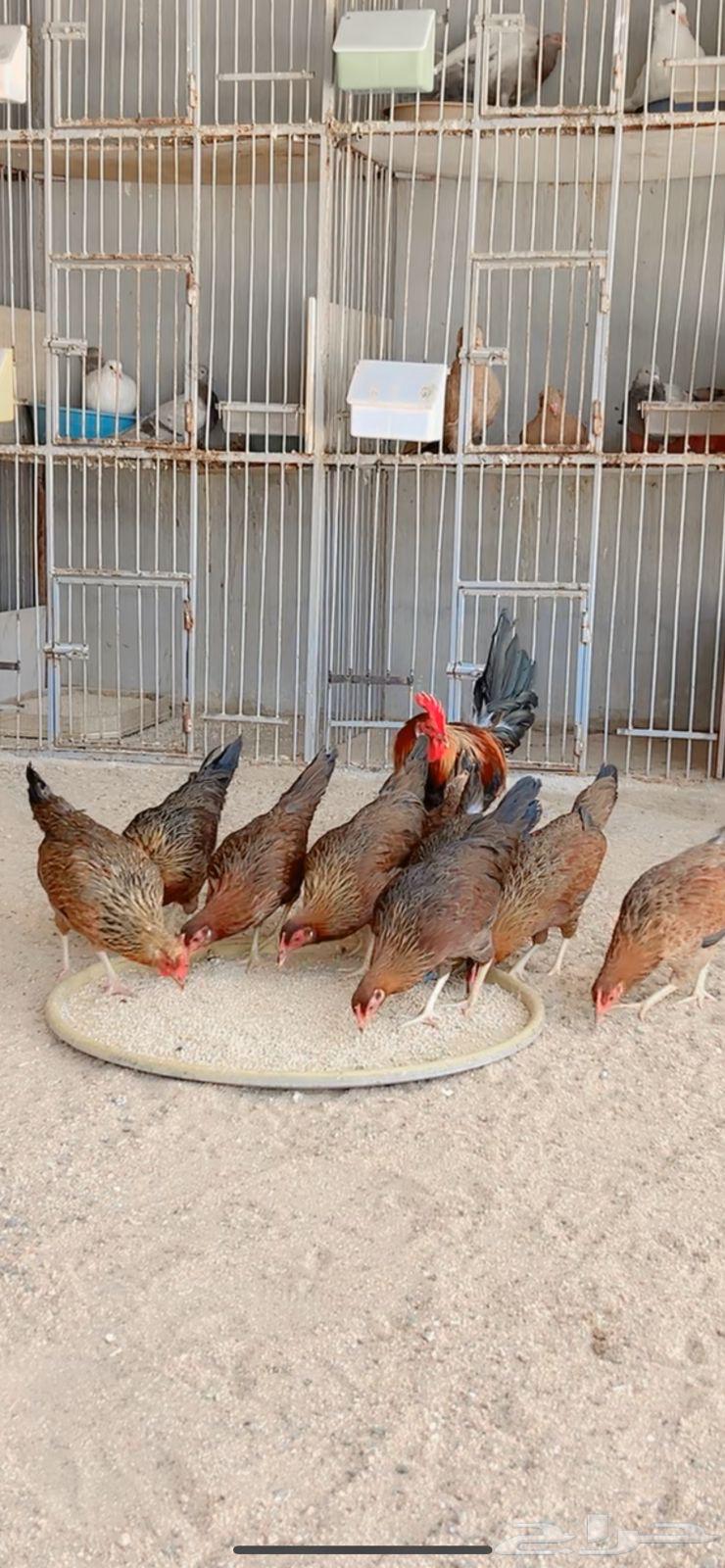 دجاج عربي اصيل فري بشاير شي فاخر االعدد ديكين 14 دجاجه64384799886595110