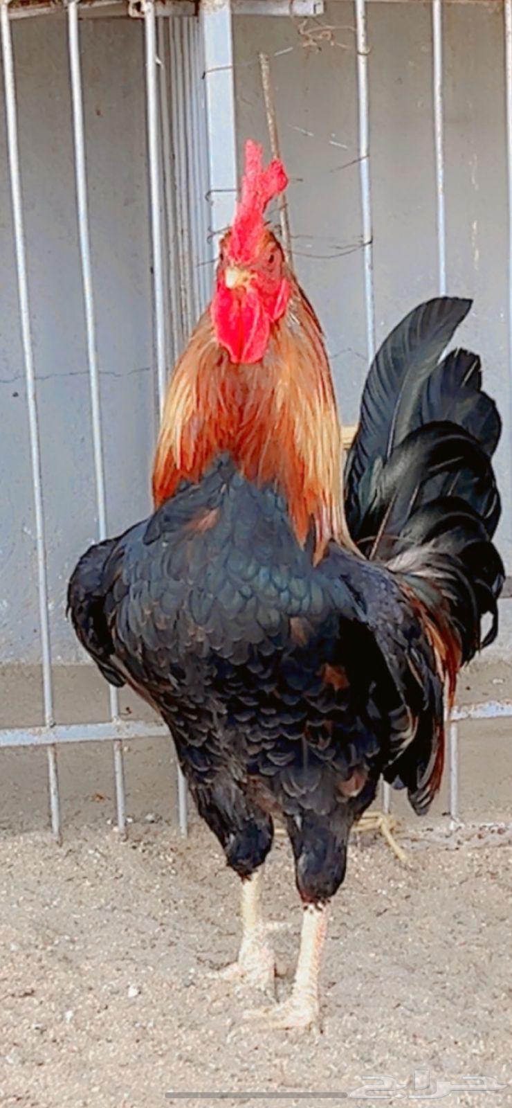 دجاج عربي اصيل فري بشاير شي فاخر االعدد ديكين 14 دجاجه64384799886595114