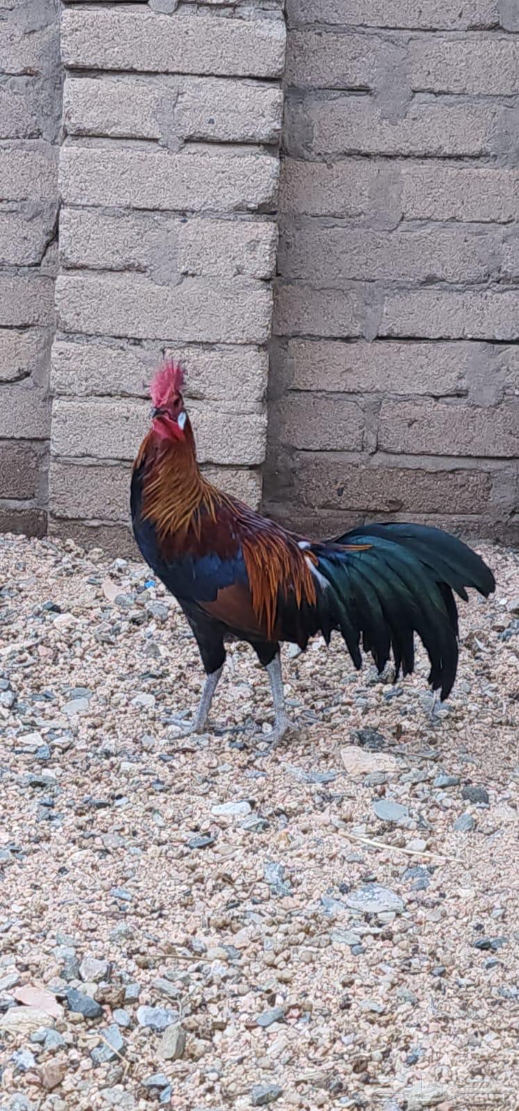 ديك فونكس بيور64377196819714112