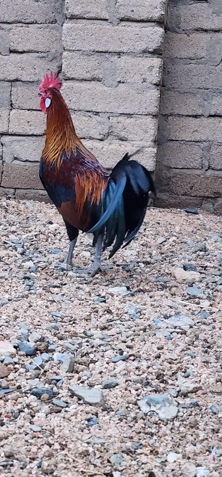 ديك فونكس بيور64377196819714110