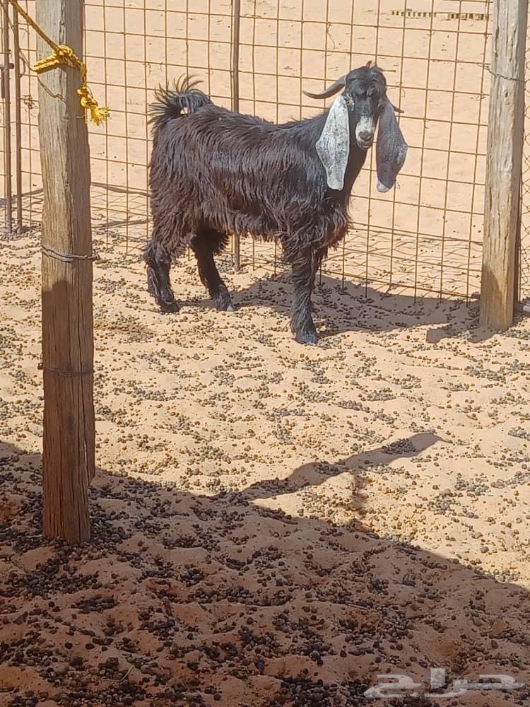 للبيع تيس طيب64384562905475110