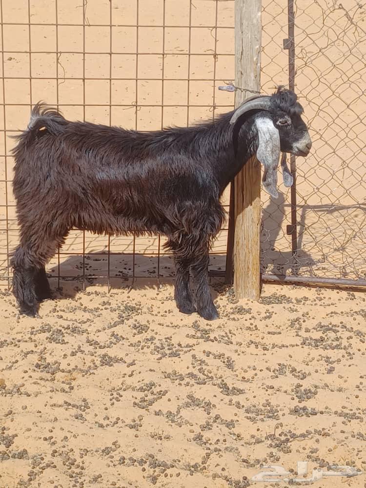 للبيع تيس طيب64384562905475111