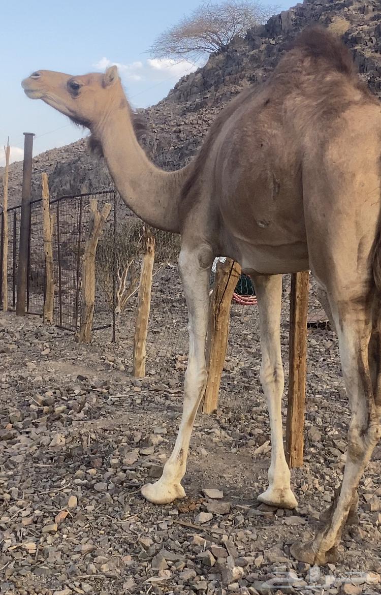 بكره لقحه للبيع64390305597314112