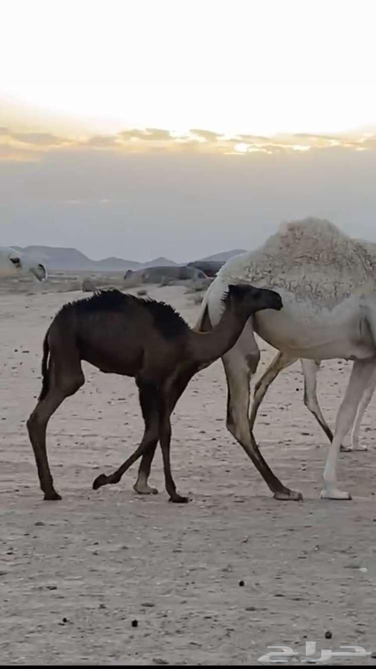 قعود للبيع64391742594434110