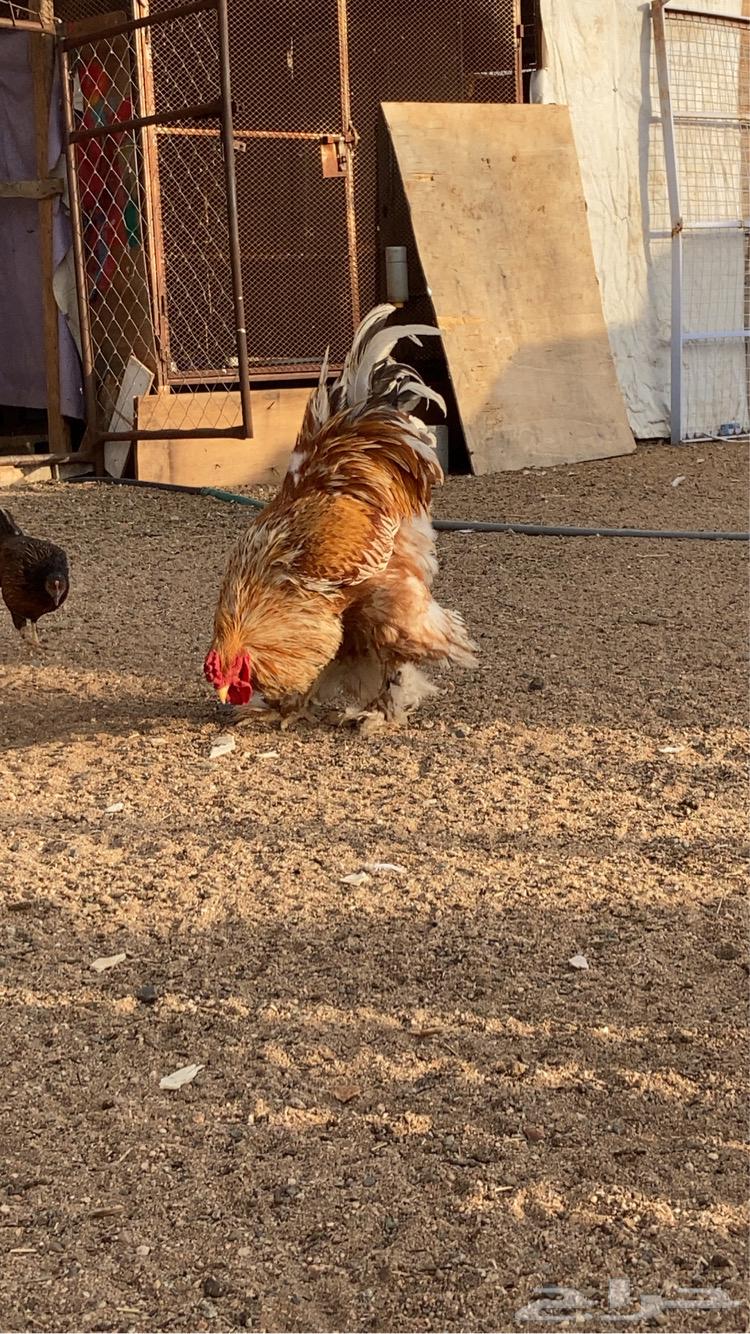 ديك براهما تم البيع64382859780483110