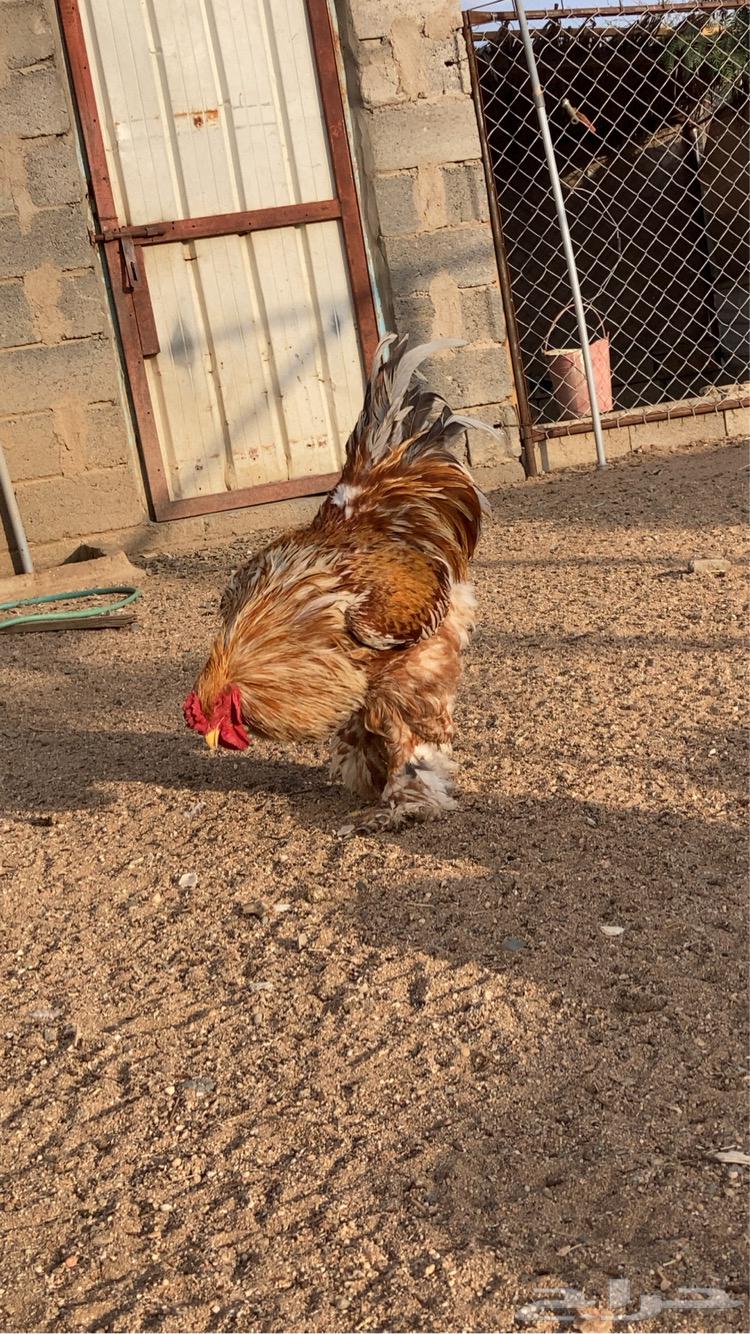 ديك براهما تم البيع64382859780483111