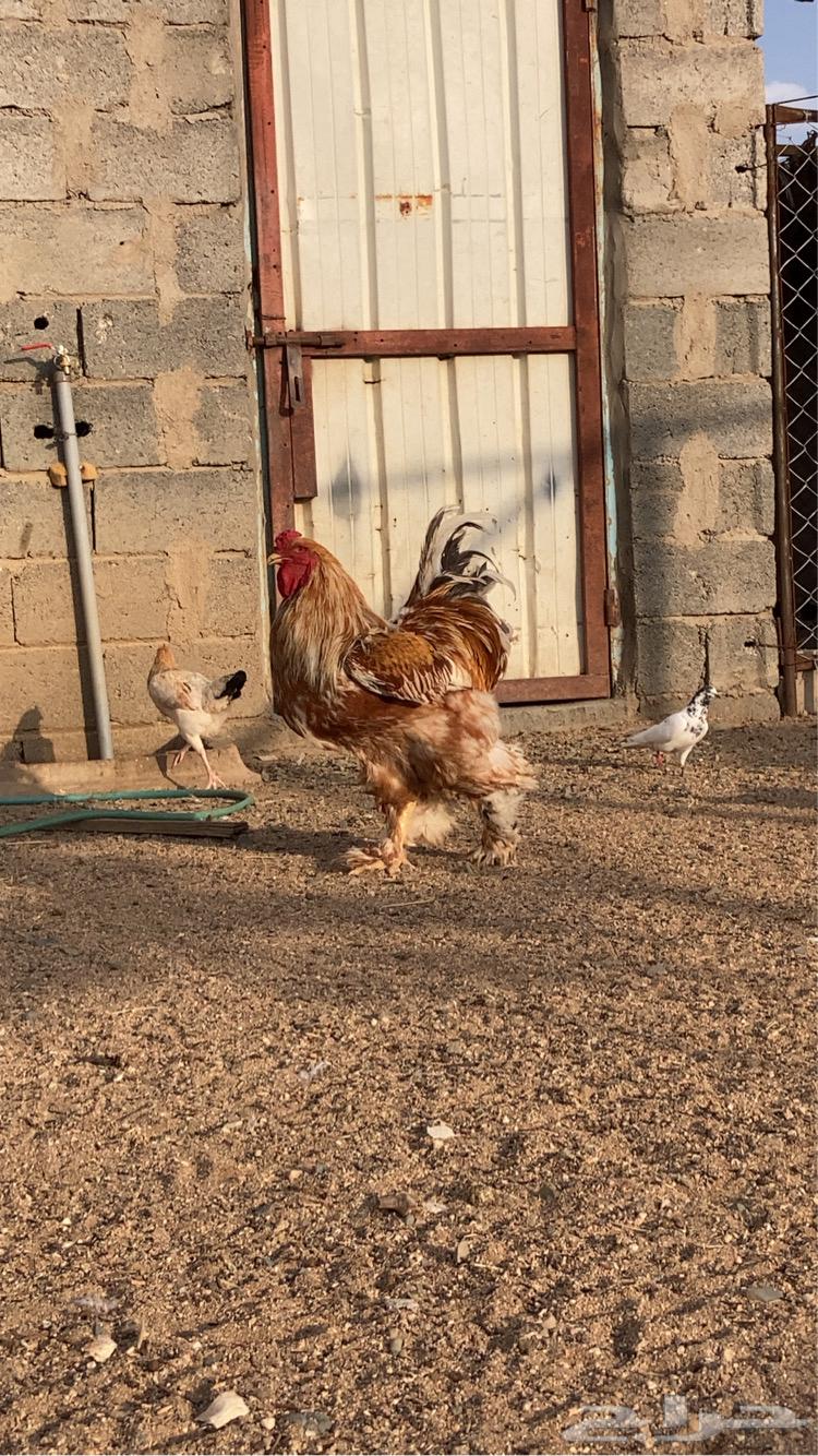 ديك براهما تم البيع64382859780483112