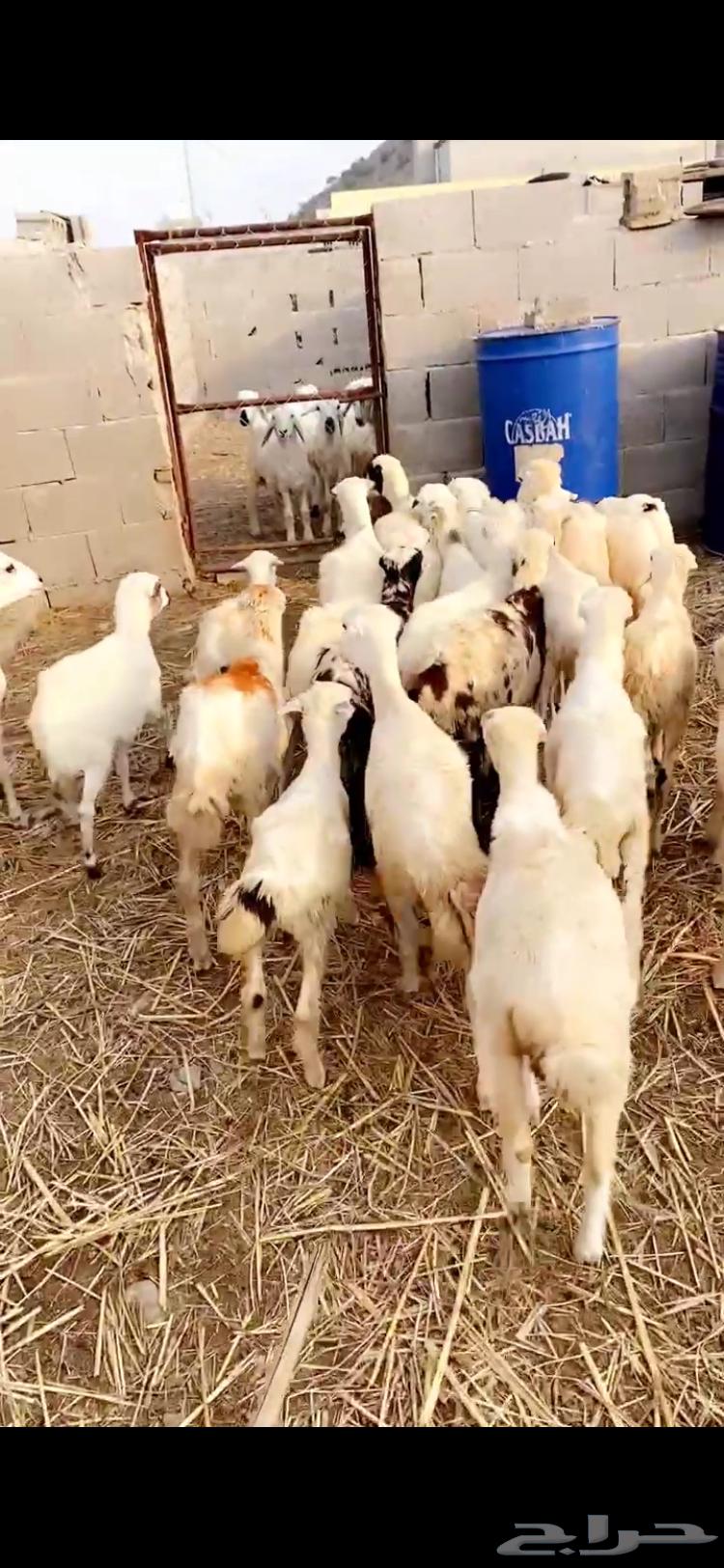 رخال تربيه64392360627970111