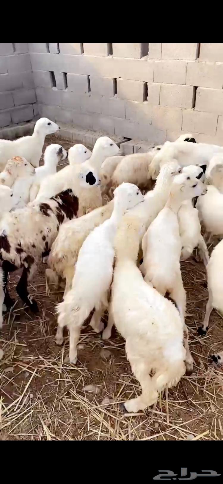 رخال تربيه64392360627970112