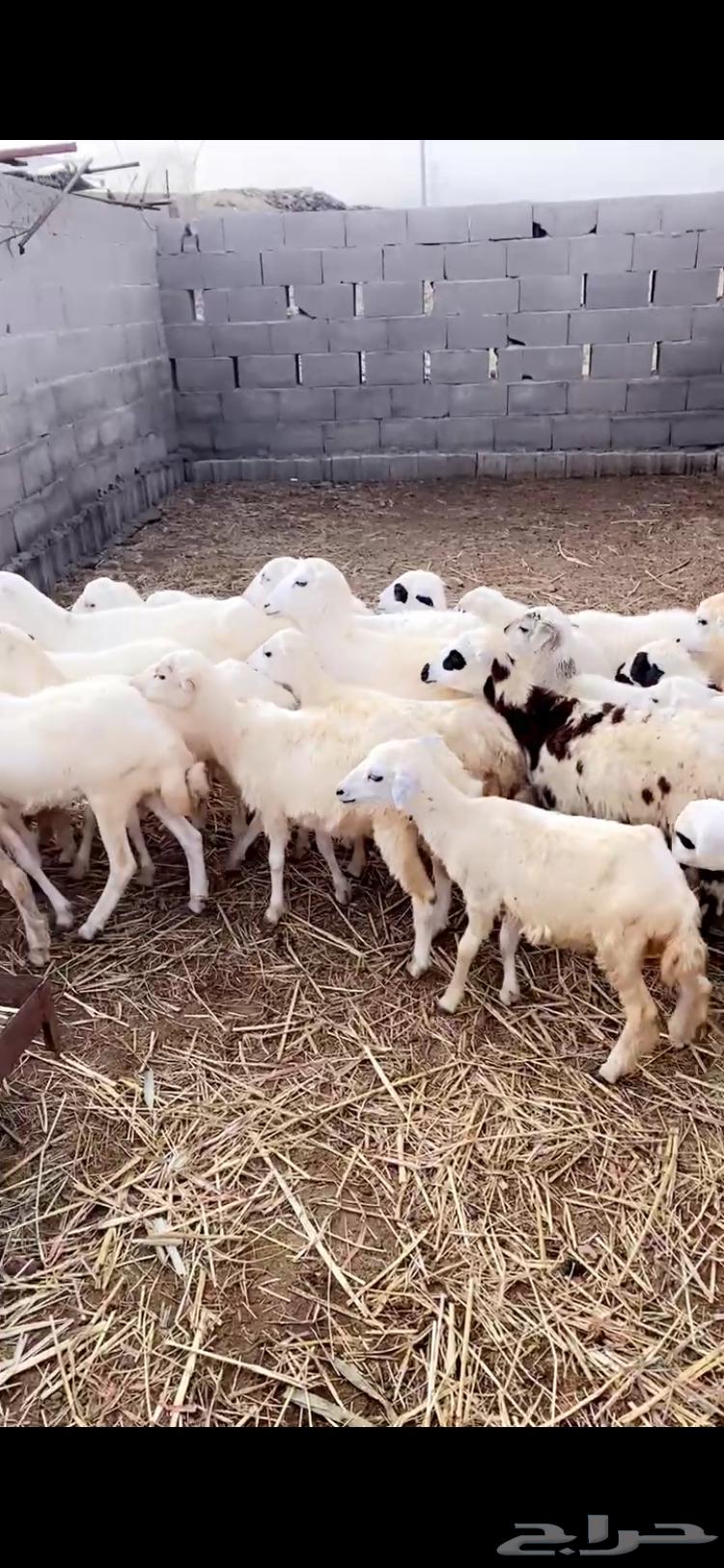 رخال تربيه64392360627970114