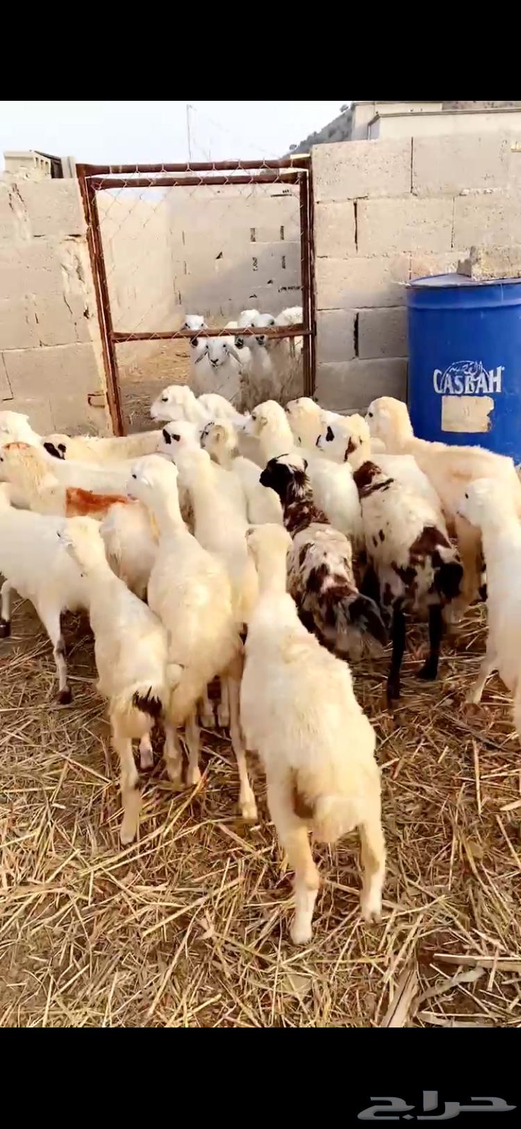 رخال تربيه64392360627970110