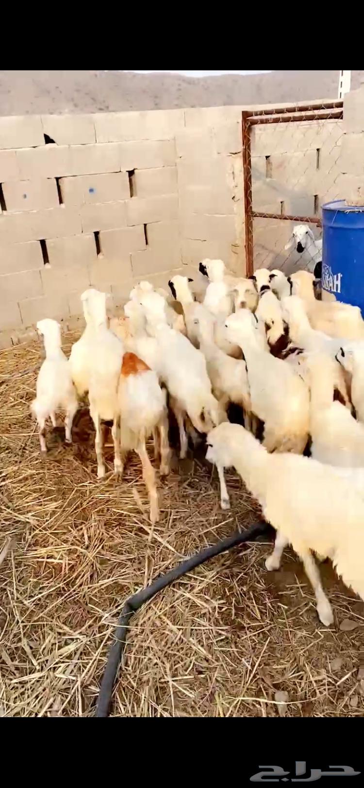 رخال تربيه64392360627970113