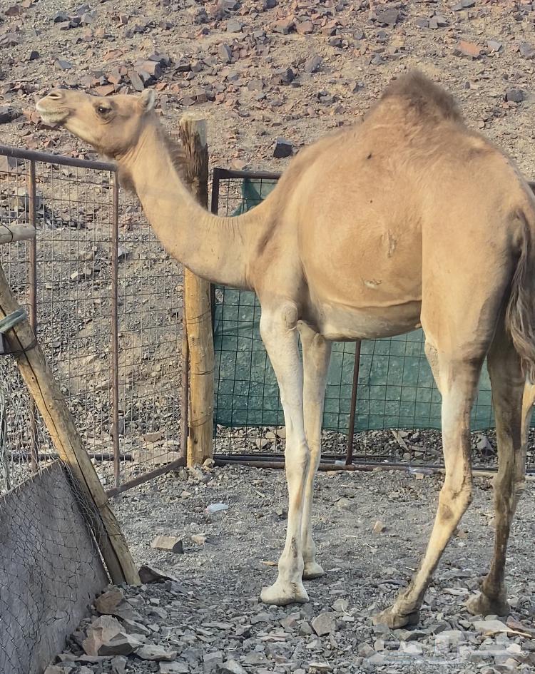 بكره لقحه للبيع64390305597314110