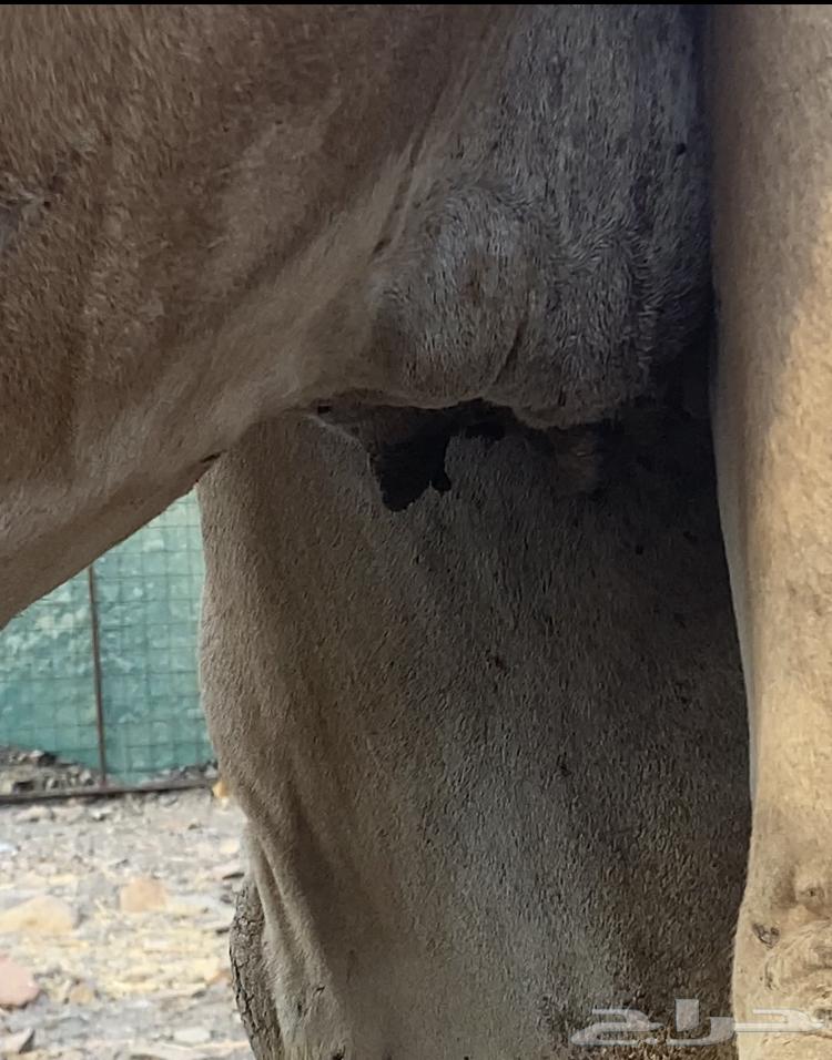 بكره لقحه للبيع64390305597314111