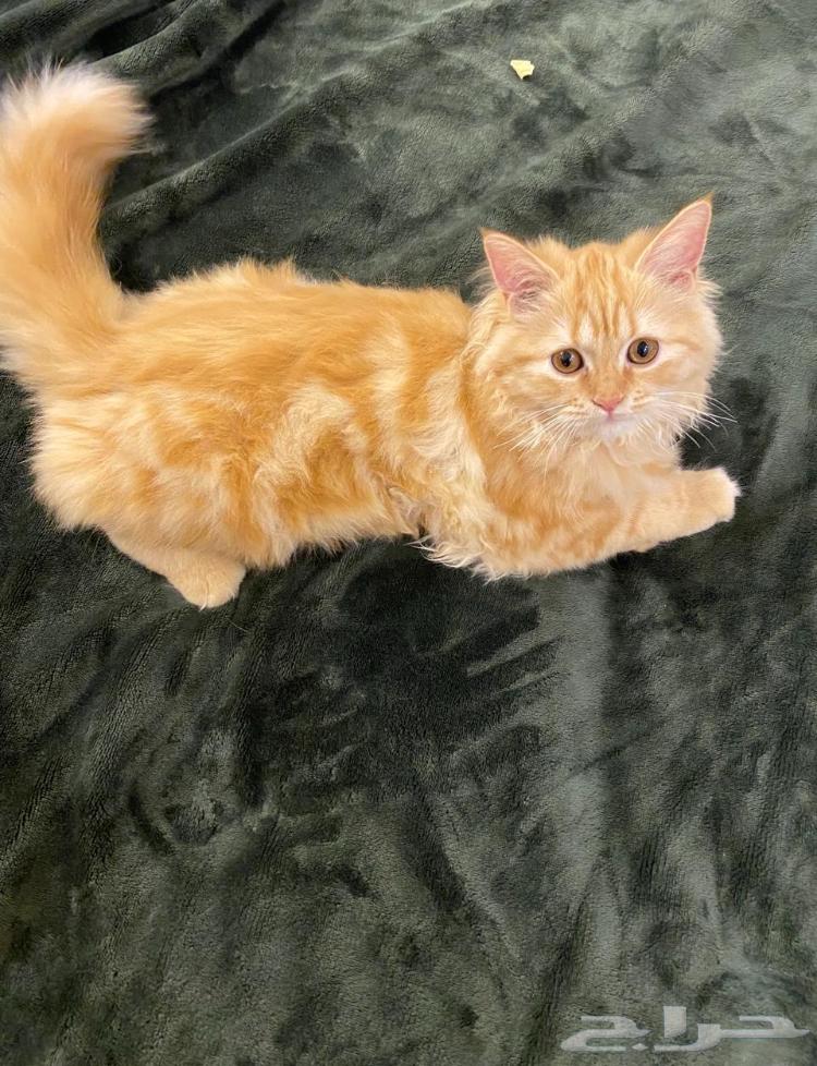 Enough64386096399233110