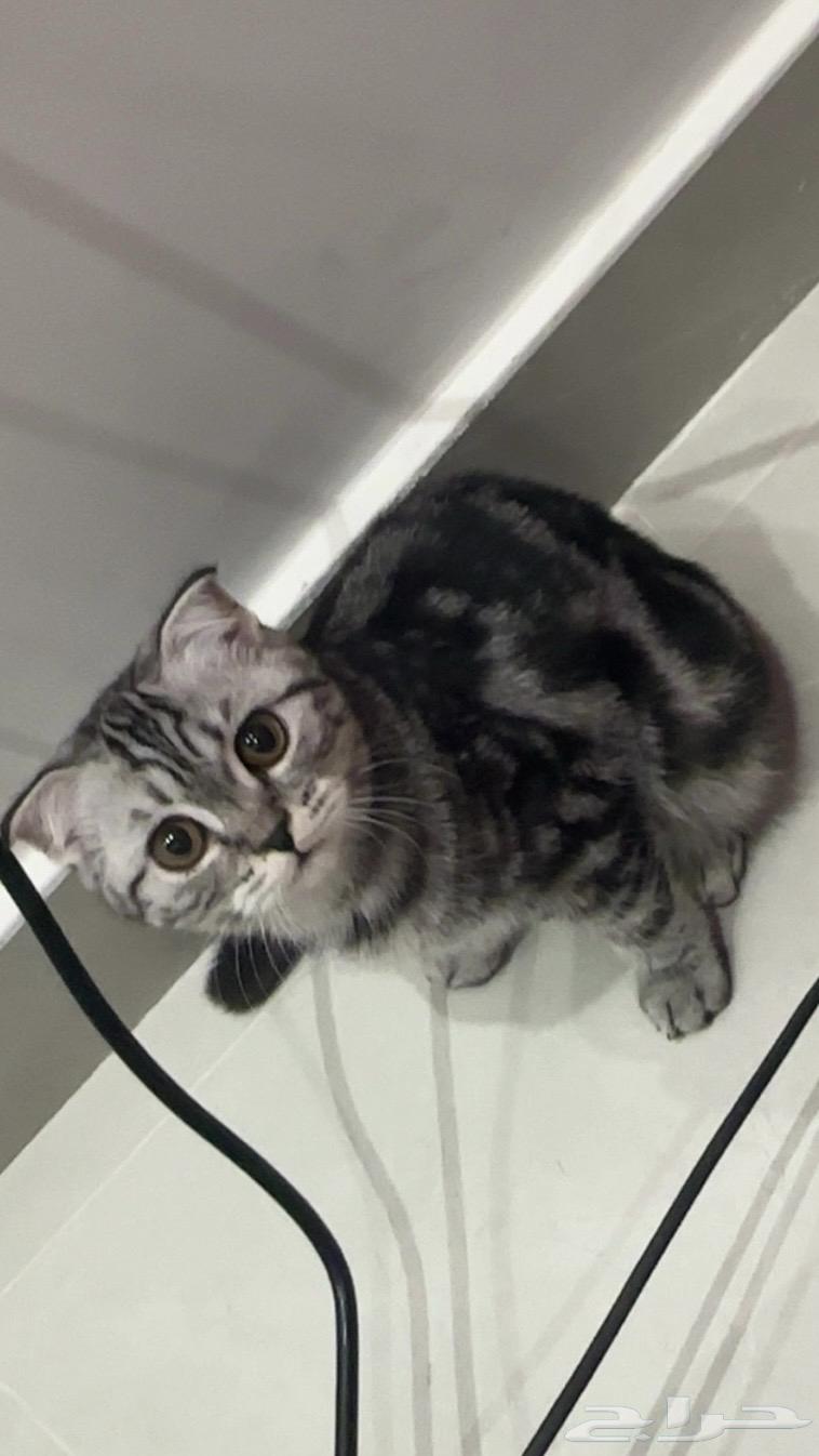 قطوه للبيع64383511787650111