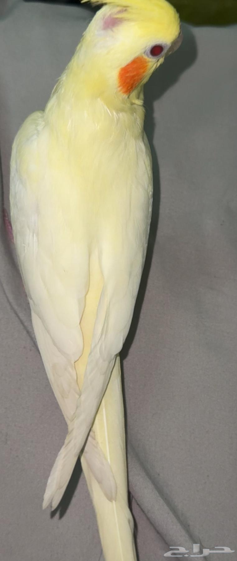 كروان لاتينو هدد64390333593987111