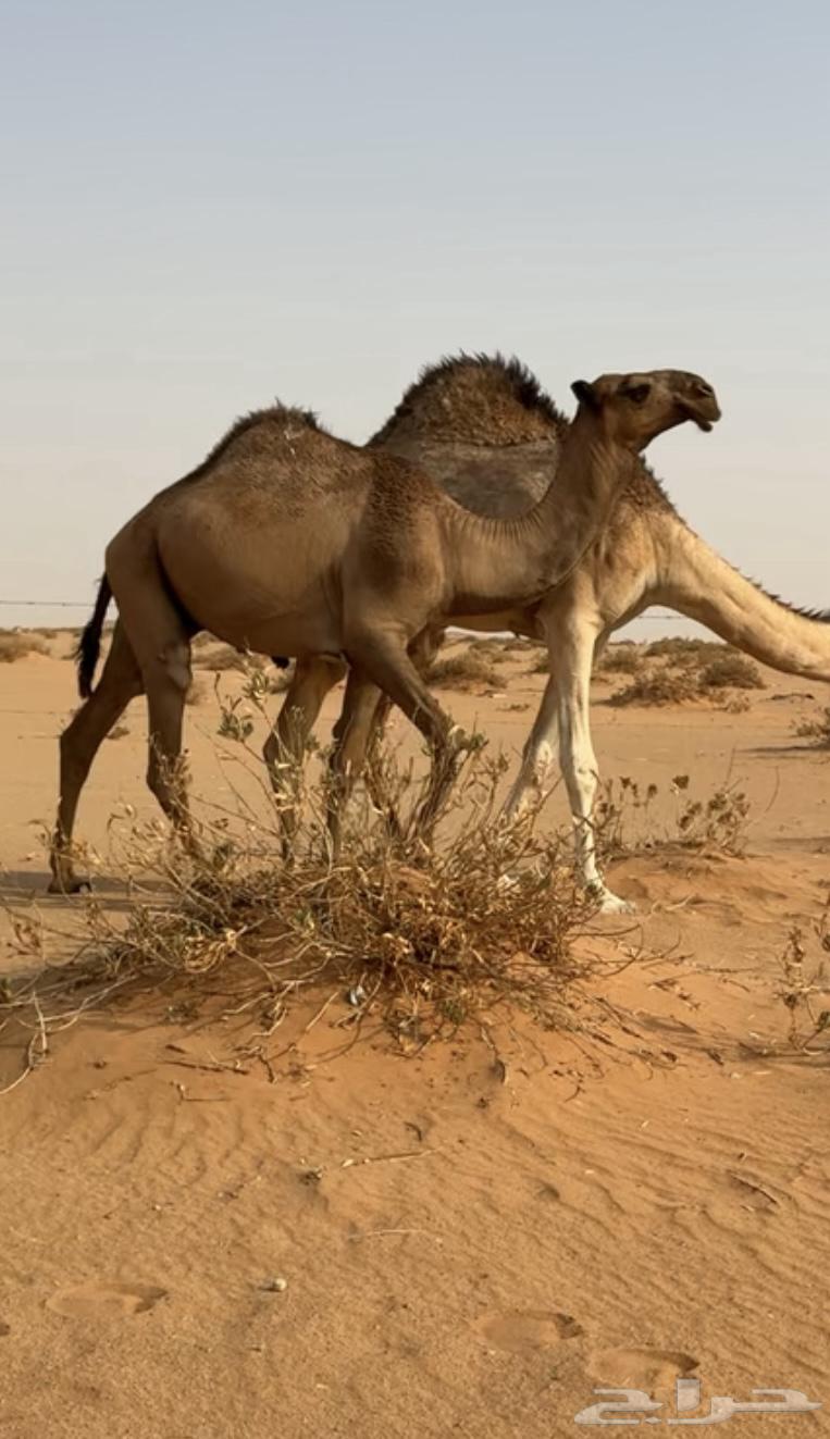 قعود أصفر كفو عوني سنه حق64379790481538111