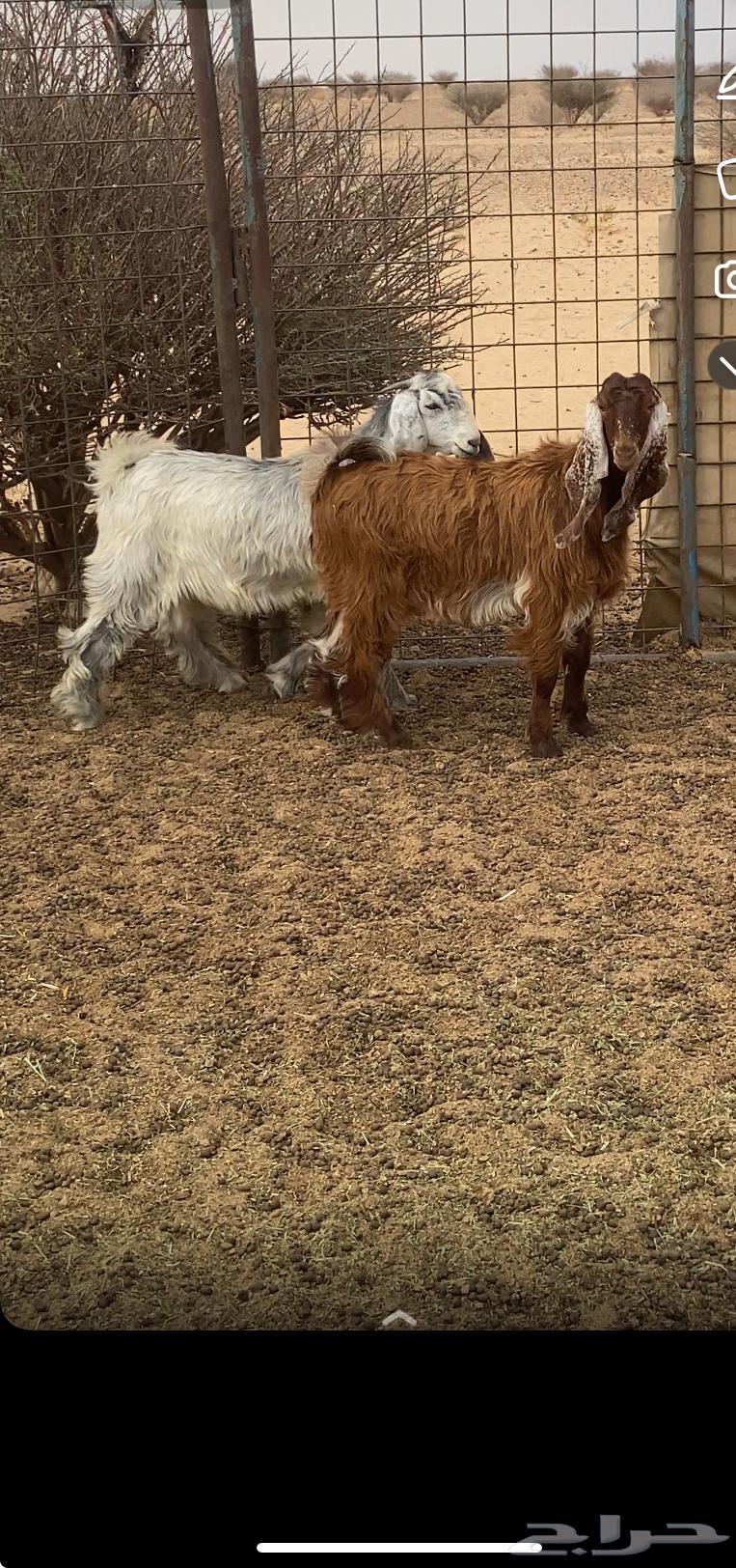 تيوس مخصاء64388578491649112