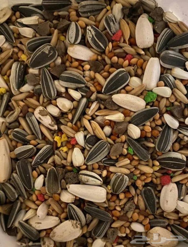 حب مشكل للكروان والروز64381356792962110