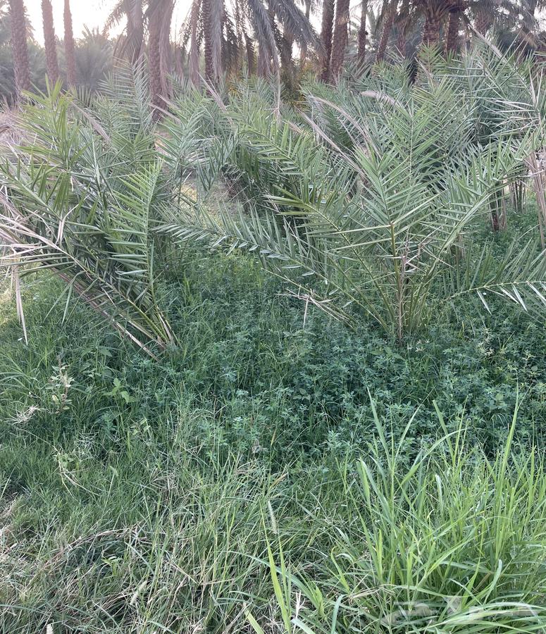 نقايل صقعي64385369942531111