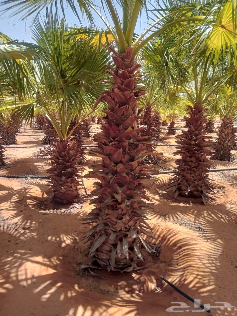 نخيل واشنطونيا البيع جمله64381328474241110