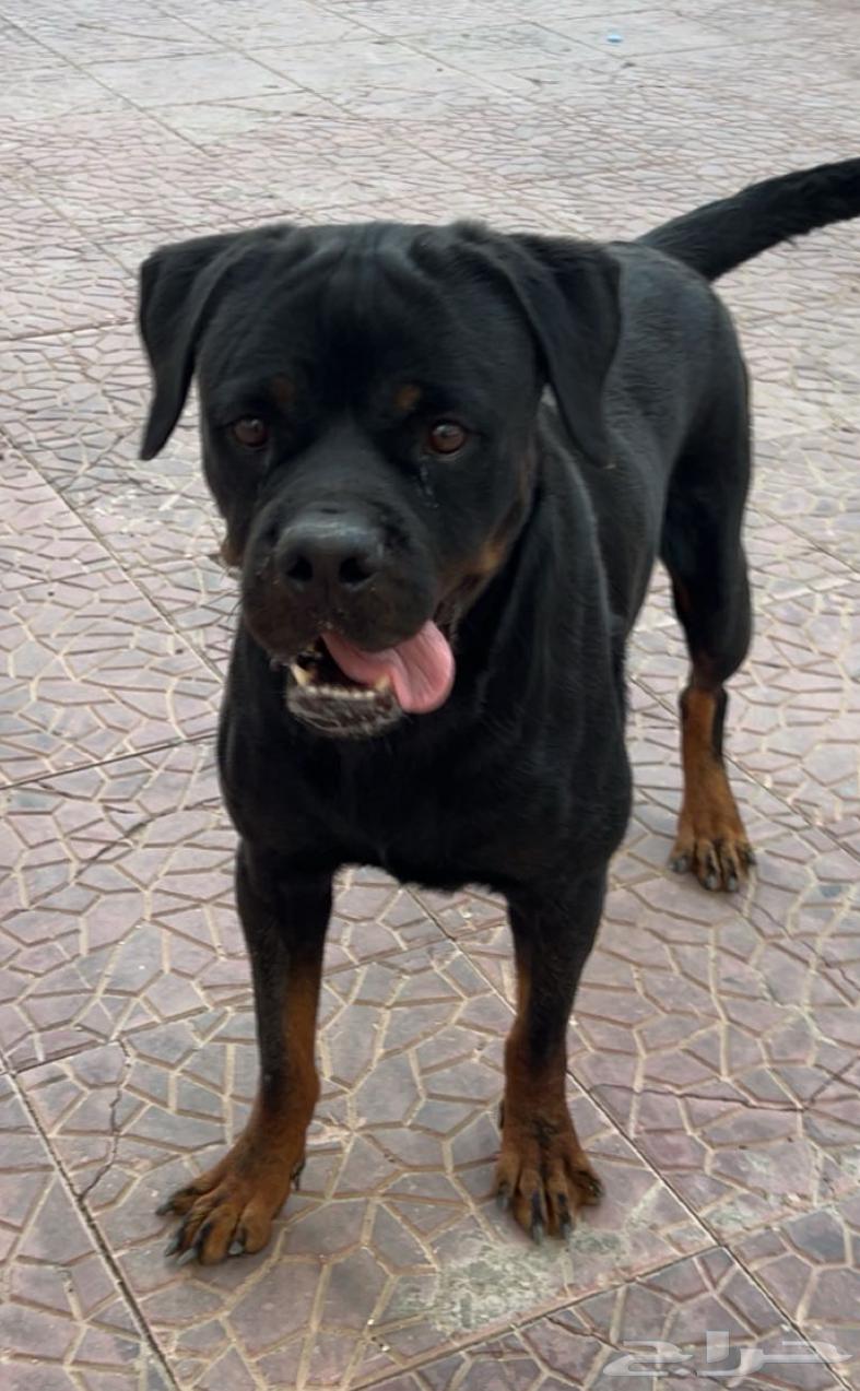 كلبه روت وايلر مستورده مستوى توب بسعر مناسب64390596132994112