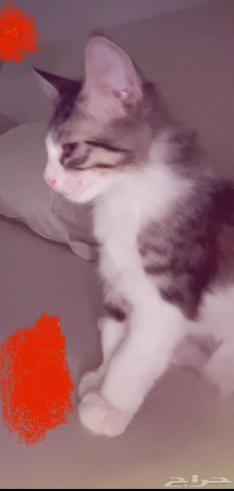 تربة البقوم64381082184963110