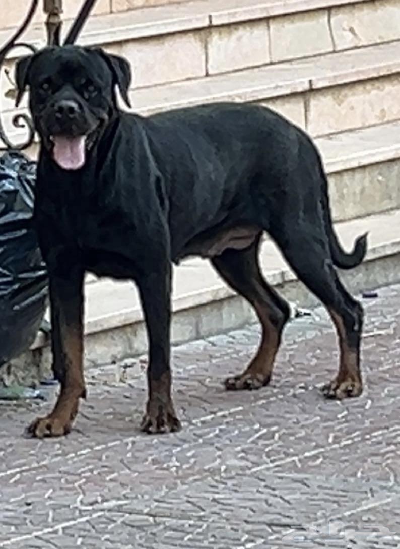 كلبه روت وايلر مستورده مستوى توب بسعر مناسب64390596132994110