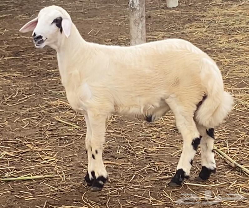 خروف للبيع64381123275265110