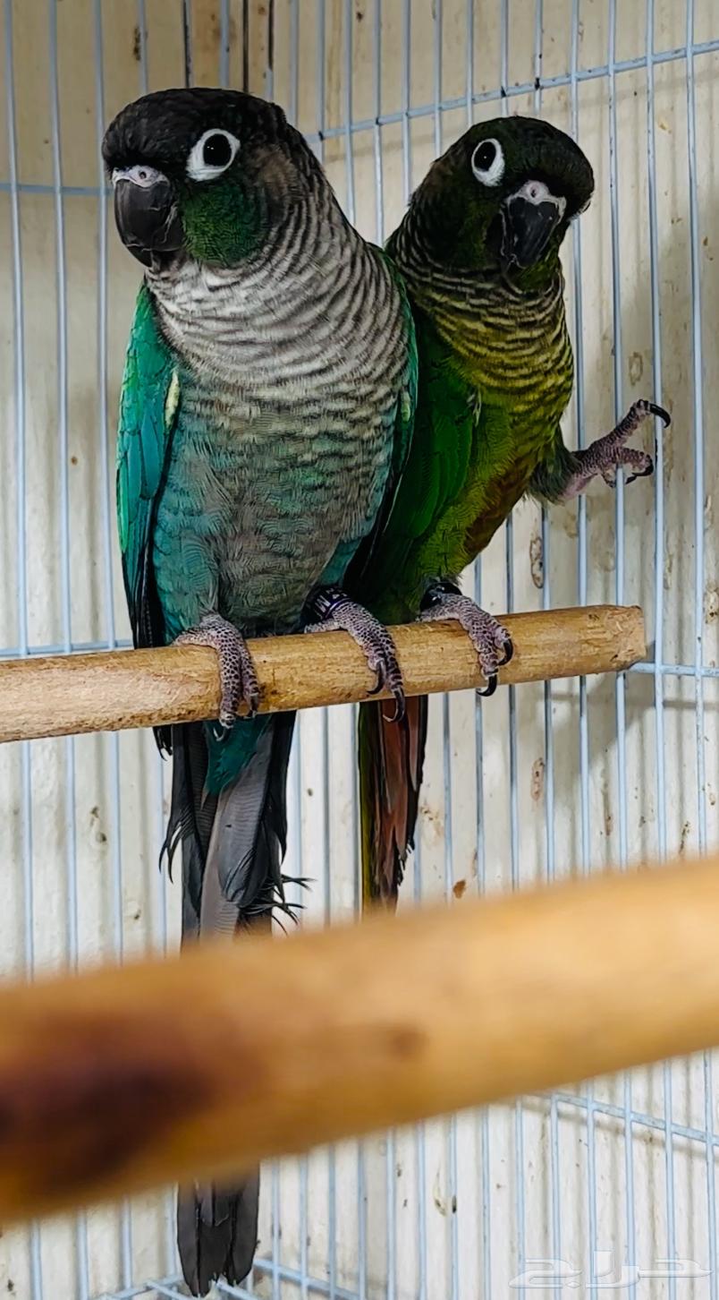 For sale pair of canaries, blue cheek and green cheek64378716749699110