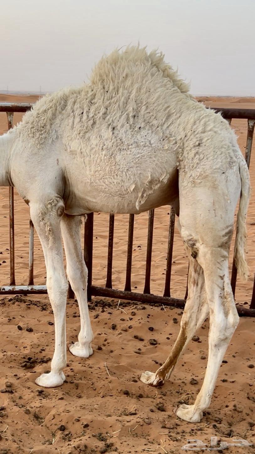 للبيع قعود قصب64388468408193112