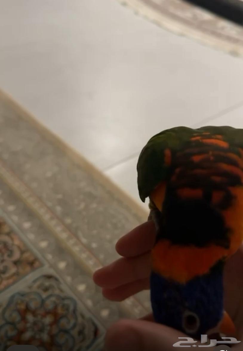 لوري تربيه هدد للبيع يصلح حق الأطفال64385119758465110